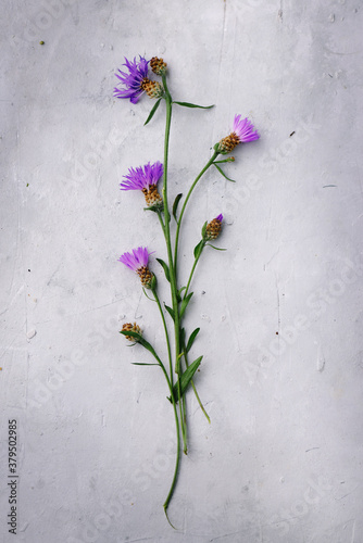 Floral background. Thorny thistle flower over grey concrete background. Still Life Flowers. Nature.