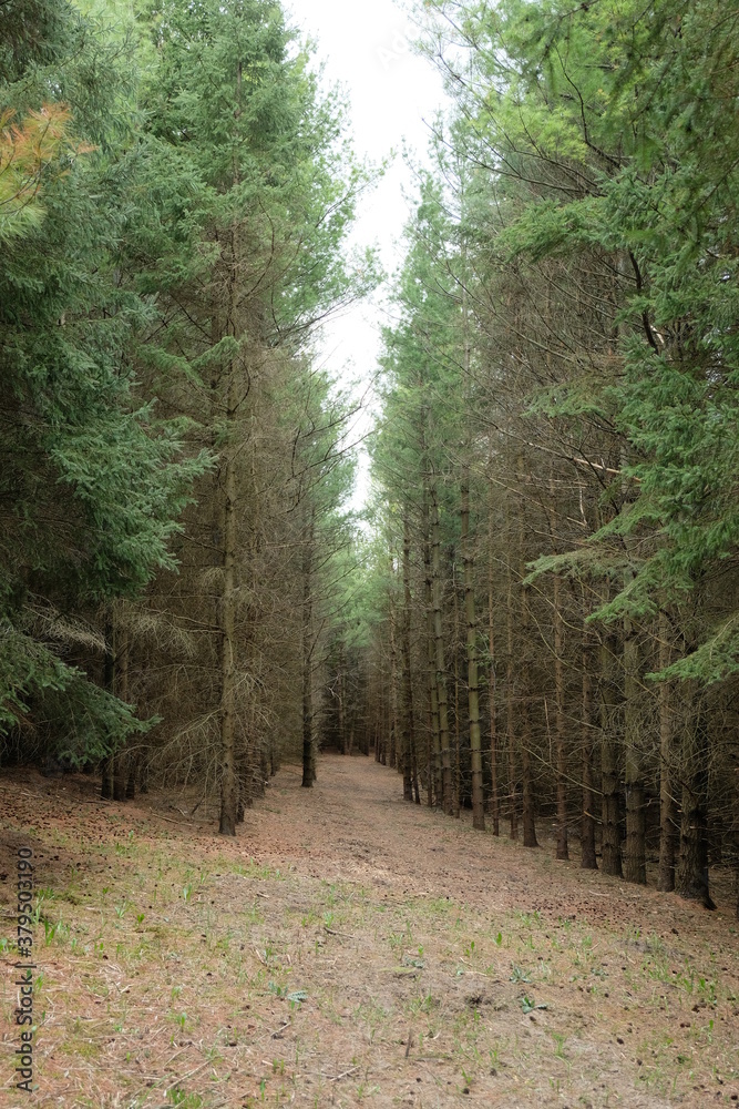Obraz premium A bunch of green healthy pine trees near a forest path.