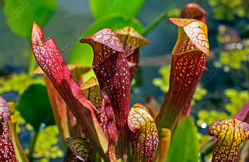 Parrot pitcher plant (Sarracenia psittacina) photo