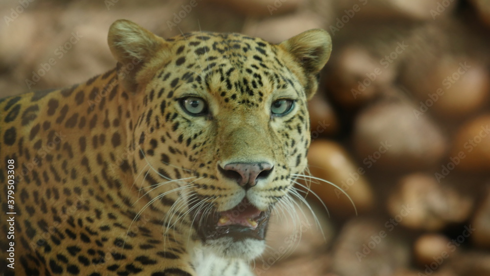 Fototapeta premium panther close up from india