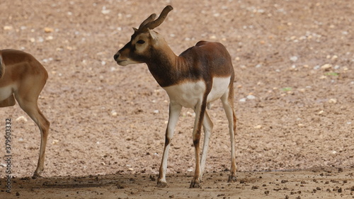 Antelopes and blackbuck in indian wildlife 