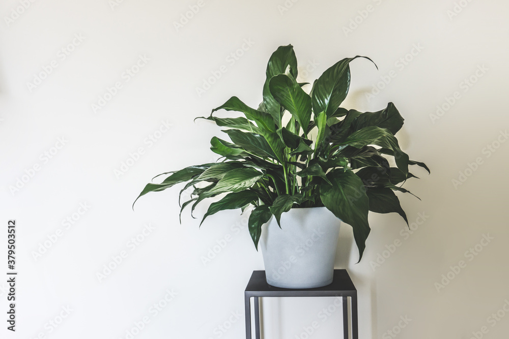 clean interior with stand and peace lilly plant on empty white wall background for text - obrazy, fototapety, plakaty 