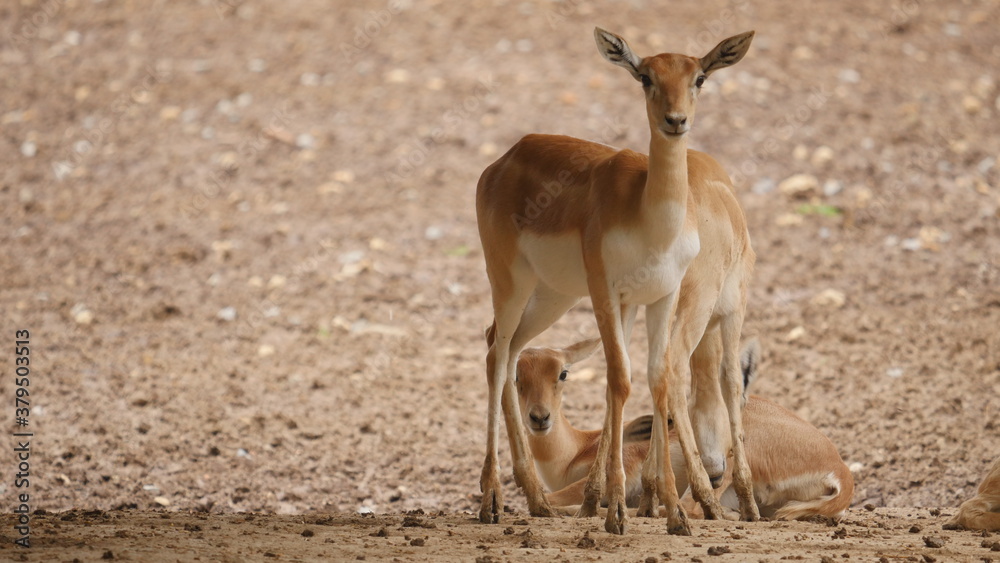 Antelopes and blackbuck in indian wildlife Antelopes and blackbuck in indian wildlife