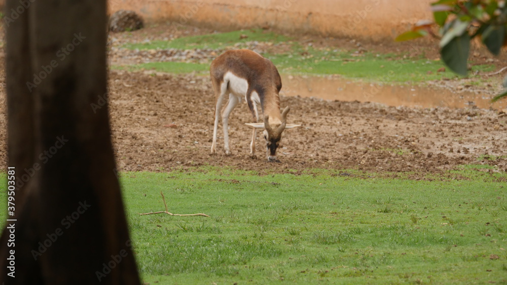rare and beautiful breed of deer called black buck in indian wildlife rare and beautiful breed of deer called black buck in indian wildlife