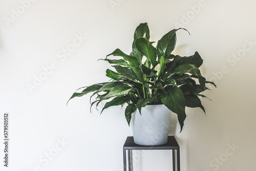 clean interior with stand and peace lilly plant on empty white wall background for text