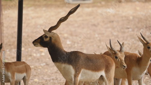 Antelopes and blackbuck in indian wildlife 