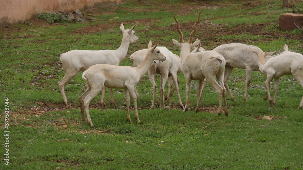 rare white deer breed in india , wildlife of india , animals in india , deer in india rare white deer breed in india , wildlife of india , animals in india , deer in india