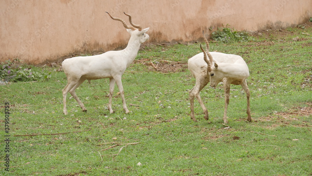 Obraz premium rare white deer breed in india , wildlife of india , animals in india , deer in india 