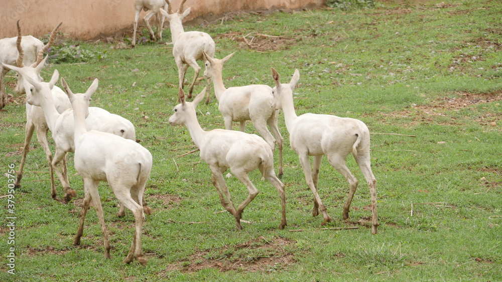 Obraz premium rare white deer breed in india , wildlife of india , animals in india , deer in india 