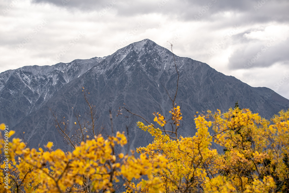 Stunning yellow fall colors in focus with snow capped mountains in background. Taken in Haines Junction, Yukon Territory, Northern Canada. 