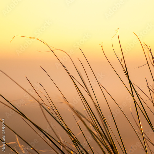 Sunset grass in the wind 
