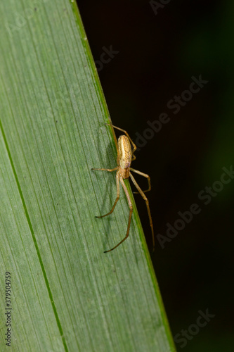 Gemeine Streckerspinne // Longjawed Orbweaver (Tetragnatha extensa) photo