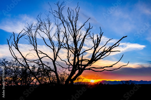 Fototapeta Naklejka Na Ścianę i Meble -  tree silhouette against sunset
