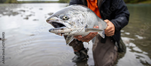 Photography Fresh caught large Coho salmon fish being held by a fisherman above the river water in Washington State