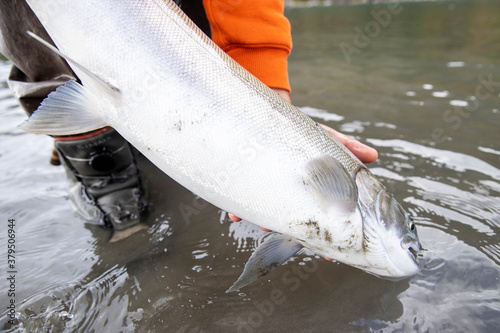 Fisherman holds coho salmon after catching it in the river and before releasing it back into the water