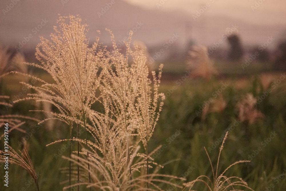 Fototapeta premium 秋の風景