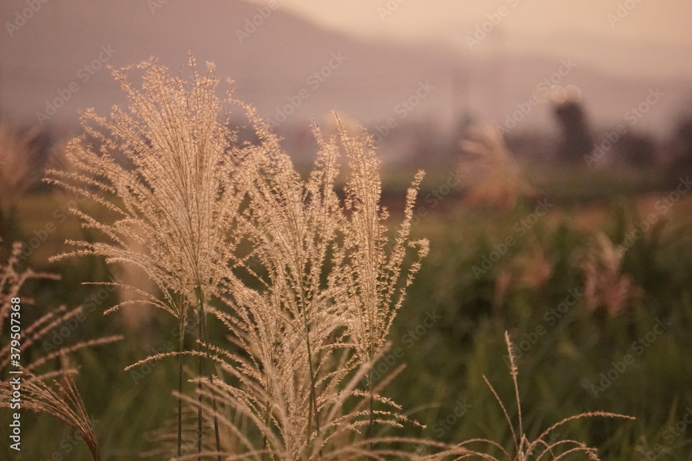Fototapeta premium 秋の風景