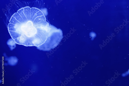 jelly fish in the aquarium © Eugene