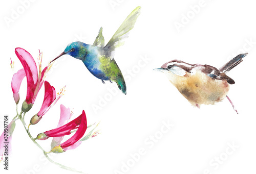 Birds set watercolor illustration isolated on white background hummingbird wren  purple flowers American backyard bird