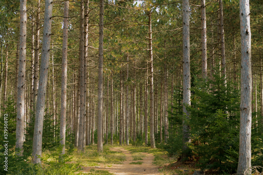 Obraz premium Forest walking path through Whitefish Sand Dunes in Door County, Wisconsin