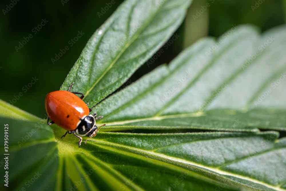 Lady Bug on a Cannabis Leaf (Macro) Lady Bug on a Cannabis Leaf (Macro)
