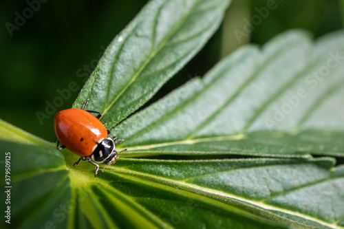 Lady Bug on a Cannabis Leaf (Macro)