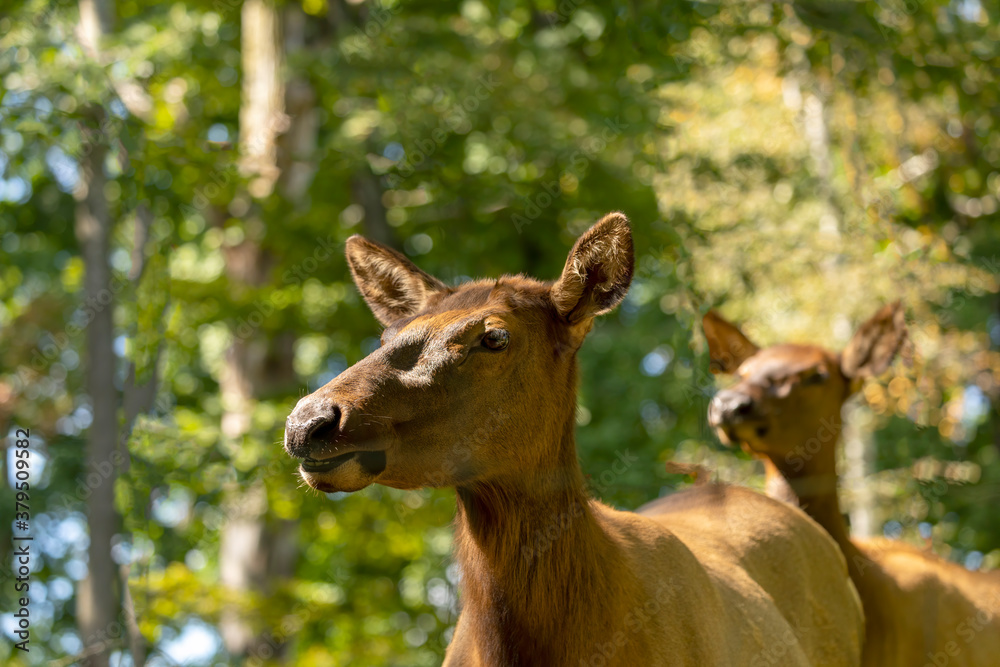 The elk (Cervus canadensis) or wapiti. Head female close-up. The elk (Cervus canadensis) or wapiti. Head female close-up.