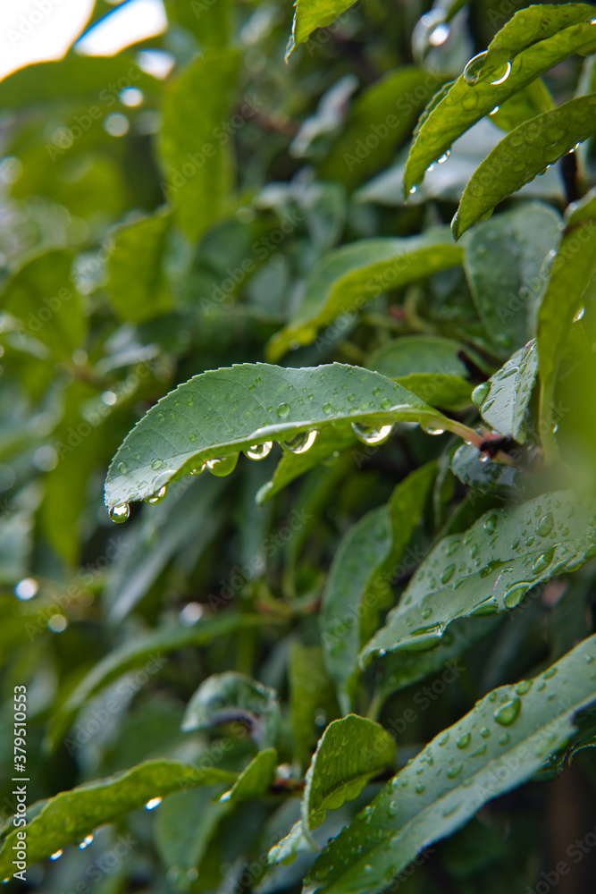 Obraz premium Water drop on Leaves 