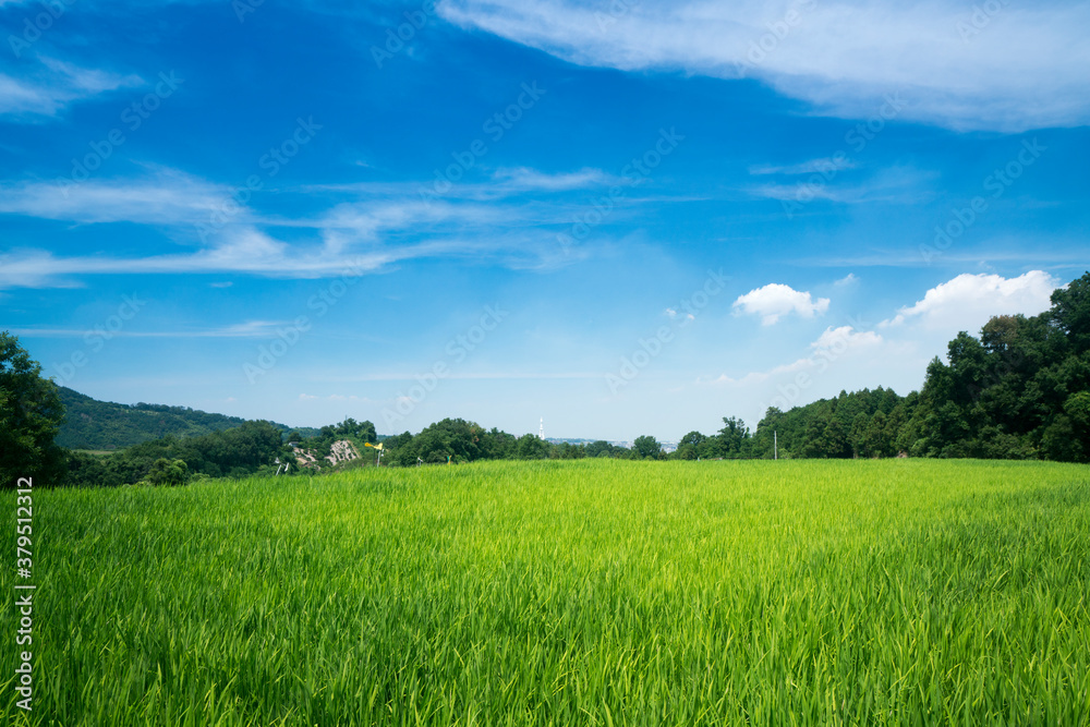 Obraz premium 下赤坂の棚田青空バック