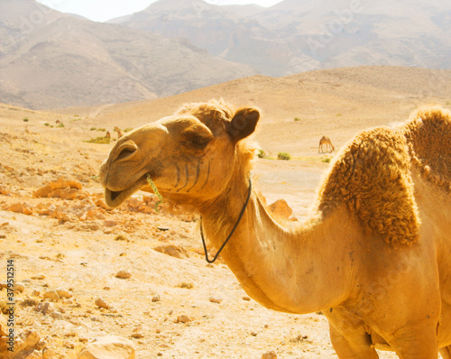 camel close up photo