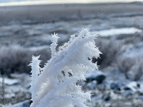 snow covered branches
