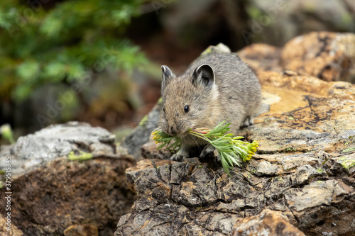 American Pika with Yellow Flowers