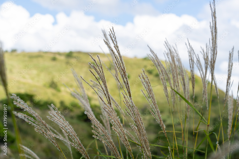Fototapeta premium 秋の高ボッチ高原
