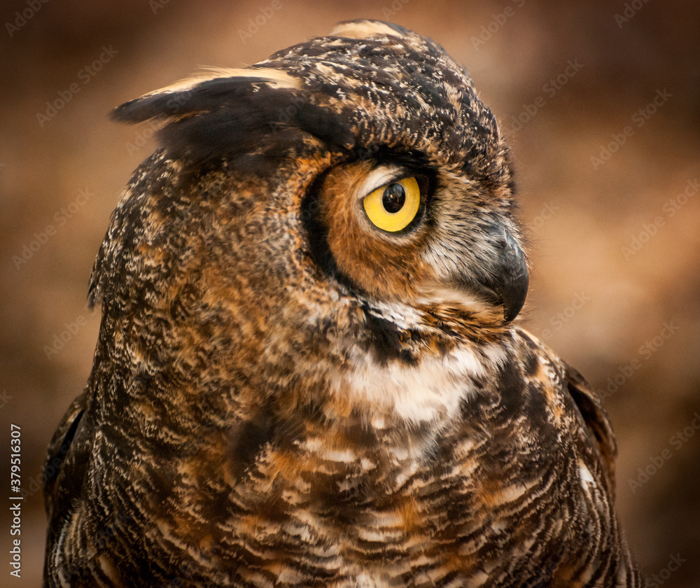 Fototapeta premium Square crop portrait of a Great Horned Owl looking right in frame against fall orange leaves background