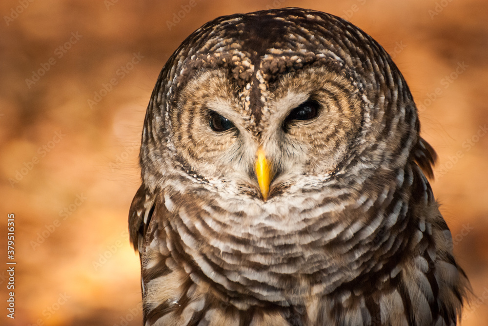 Obraz premium Captive Barred Owl portrait on background of orange fall leaves