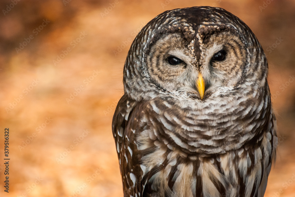Fototapeta premium Captive Barred Owl portrait on background of orange fall leaves