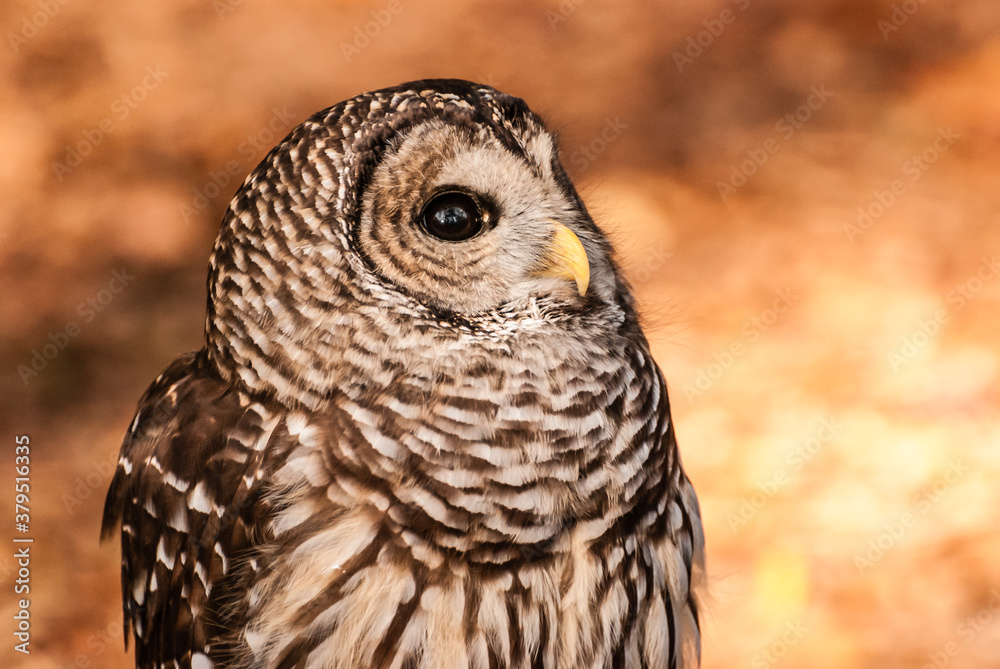 Fototapeta premium Captive Barred Owl portrait on background of orange fall leaves