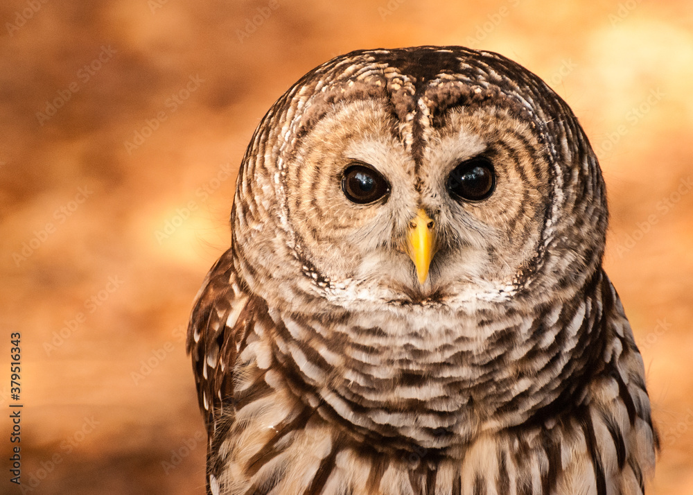 Fototapeta premium Captive Barred Owl portrait on background of orange fall leaves