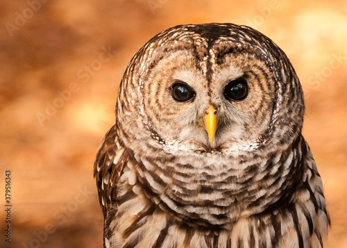 Captive Barred Owl portrait on background of orange fall leaves