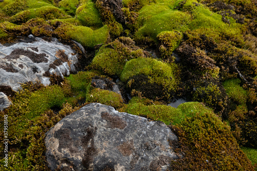 moss and rocks