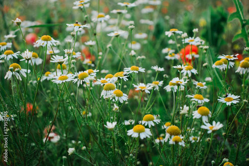 Fototapeta Naklejka Na Ścianę i Meble -  Wild blooming daisy flowers field nature summer background