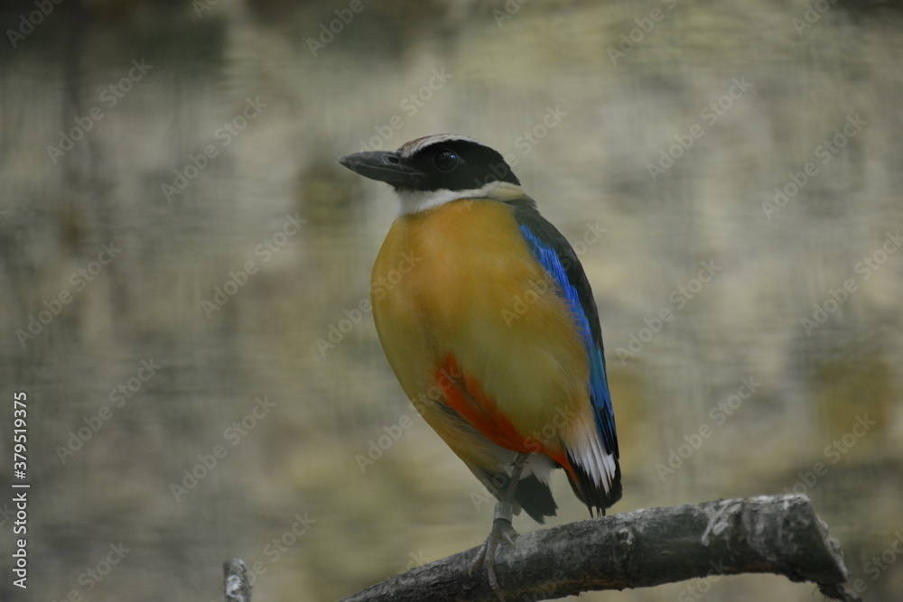 Obraz premium bird, nature, wildlife, animal, wild, blue, branch, bee-eater, kingfisher, colorful, bee, green, beak, eater, feather, yellow, tree, beautiful, birds, avian, color, hawfinch, wing, twig, orange