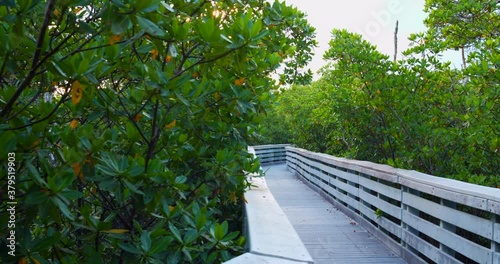 Pathay through mangroves shot with gimbal stabilized camera cinema 4k photo