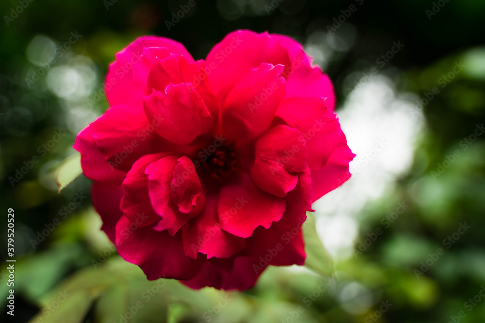 Unexplored region of the rose garden in Tohoku Unexplored region of the rose garden in Tohoku