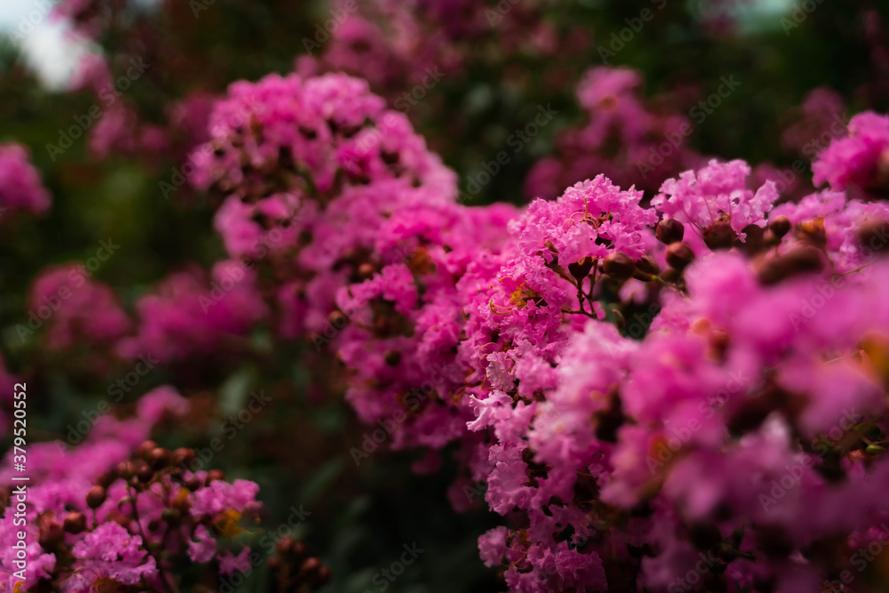 Obraz premium Unexplored region of the rose garden in Tohoku