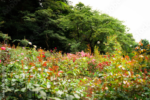 Unexplored region of the rose garden in Tohoku