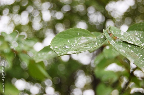 木の葉水滴
