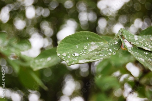 木の葉水滴
