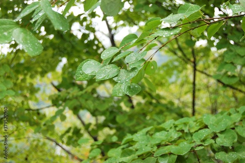 木の葉水滴
