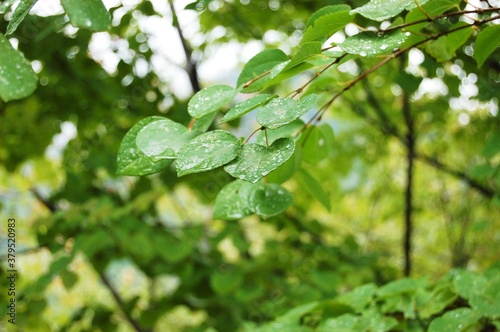 木の葉水滴
